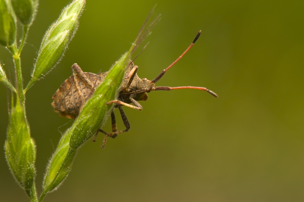 8 Tips to Keep Out Stink Bugs and Other Pests