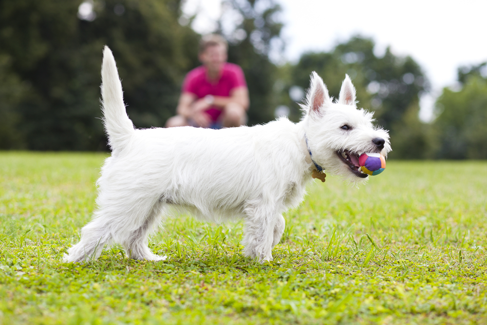 Can your Resident’s Pet be Classified as a Service Animal?