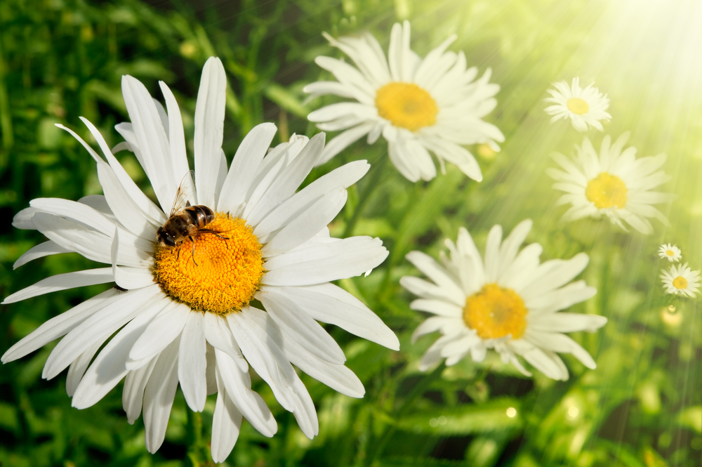 How Planting Gardens can Benefit the Landscape and Environment