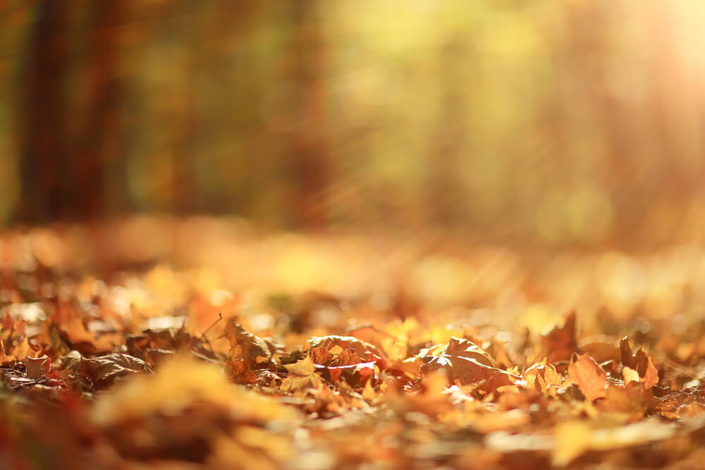 How to Maintain Your Property Landscapes this Fall